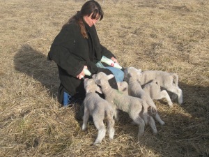 Lambing out of season!  Bad, bad mistakes.