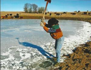 Cattle chopping ice