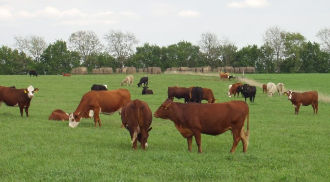 Spaced-Bale Hay Feeding