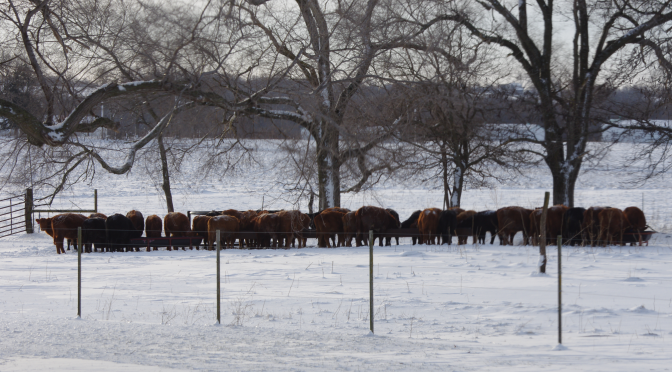 Feeding Calves Through Winter